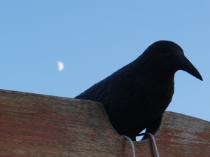 The moon raises behind our watchful crow.