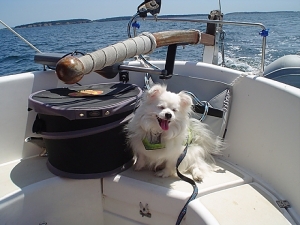 Whiskey taking the boat for a ride!